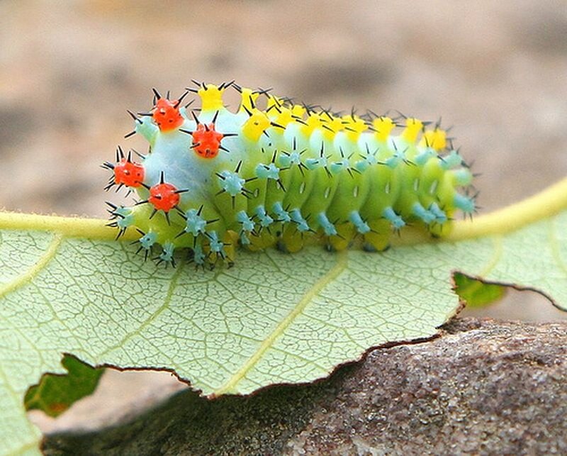 Colorful Caterpillar on Leaf — Green