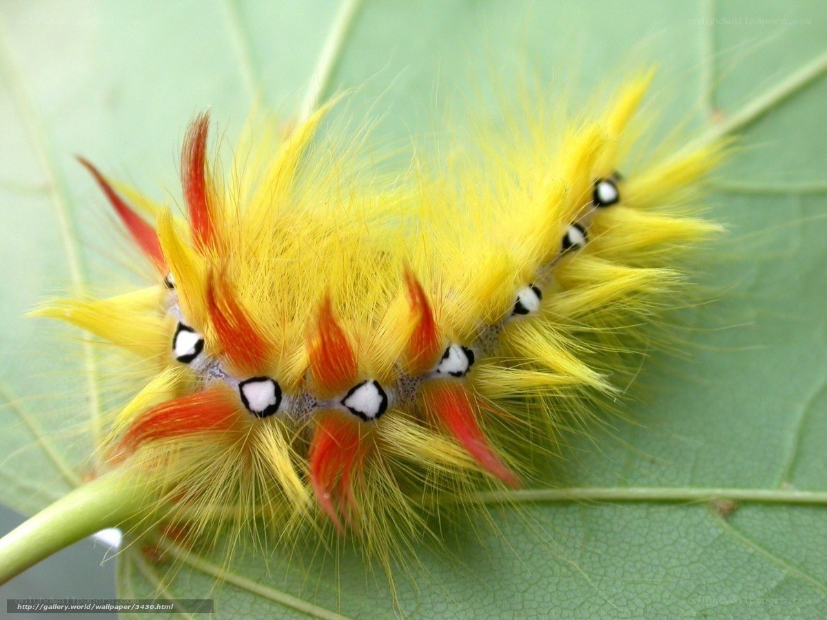 colorful caterpillar on leaf