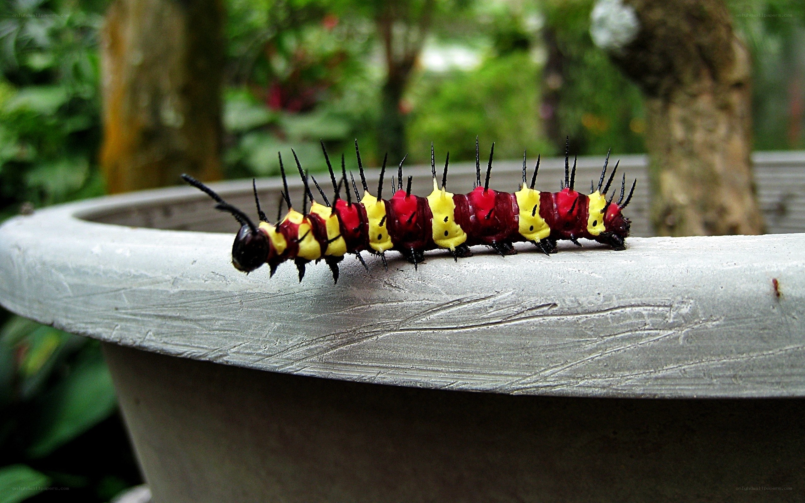 colorful caterpillar on pot edge