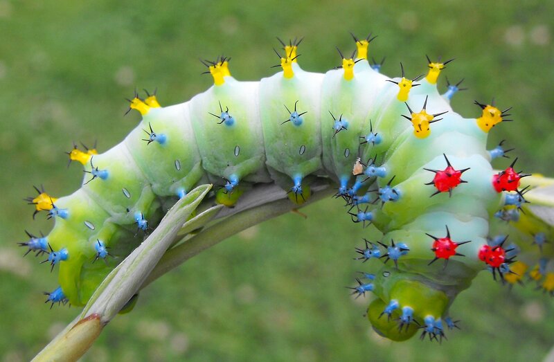 Colorful Caterpillar on Stem