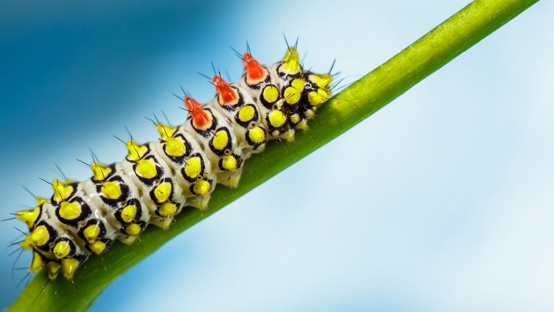 Colorful Caterpillar on Stem — Yellow, Calm