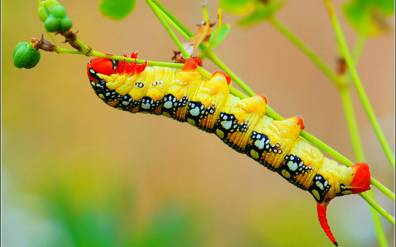 Colorful Caterpillar on Stem — Yellow