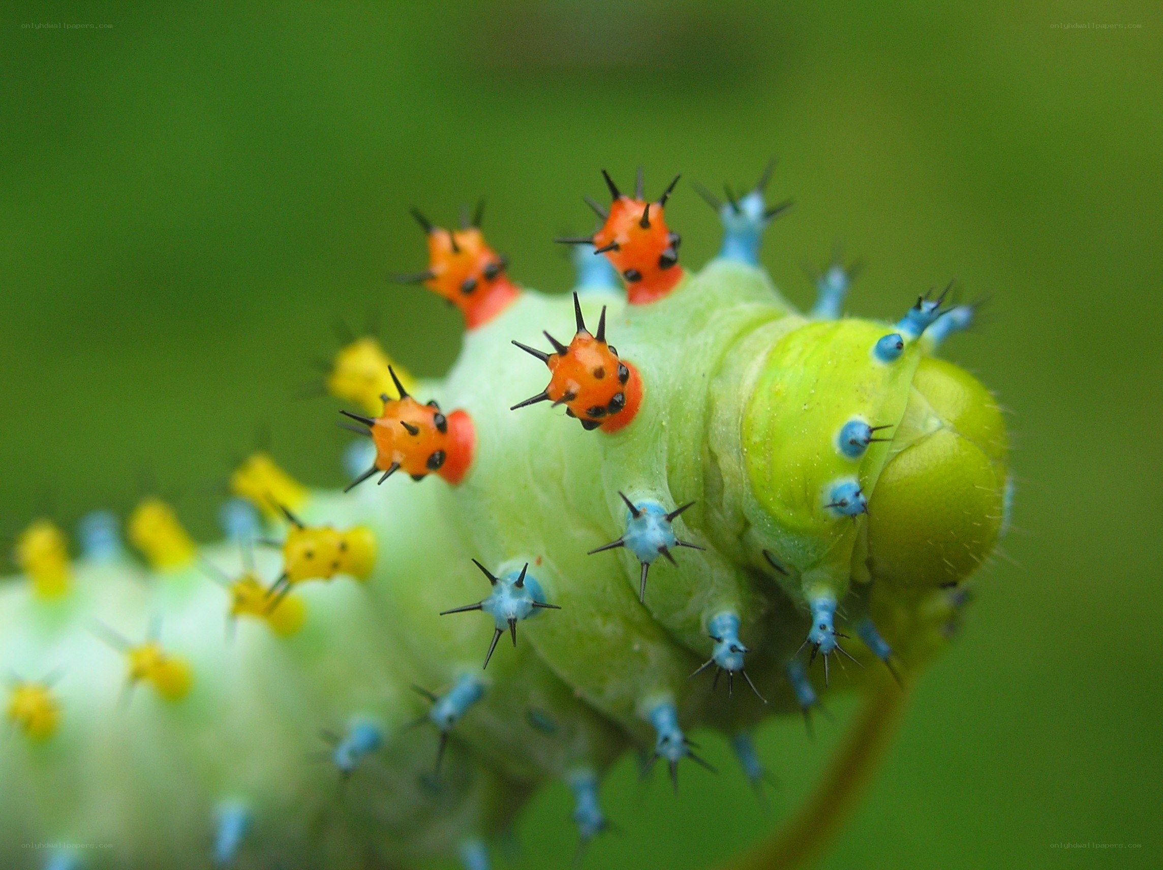 colorful caterpillar with spikes
