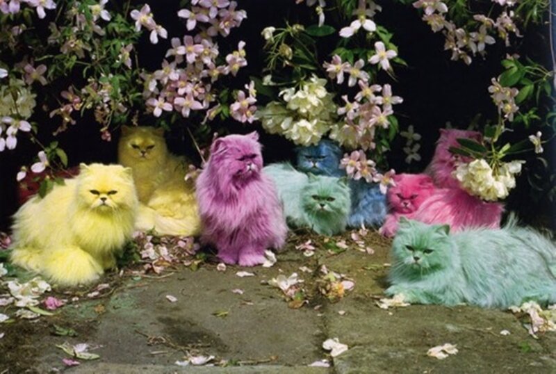 Colorful Cats in Flowers
