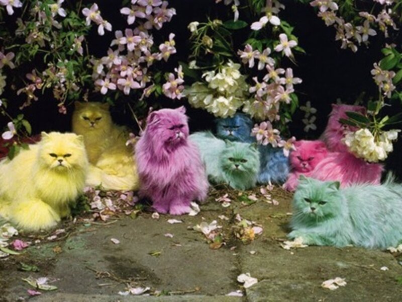 Colorful Cats in Flowers — Yellow