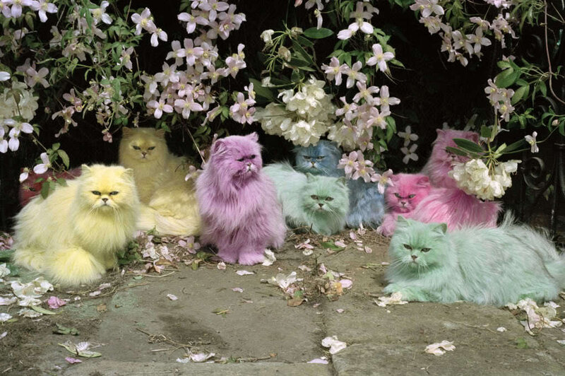 Colorful Cats in Garden
