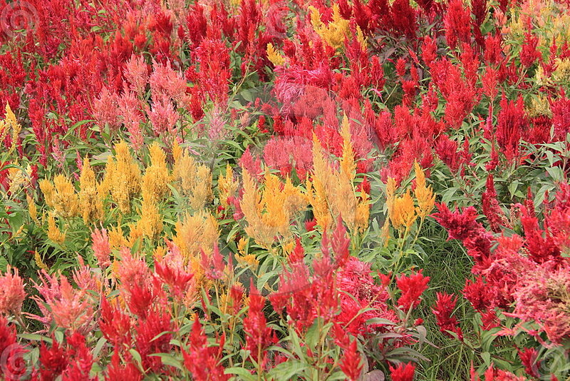 Colorful Celosia Flowers