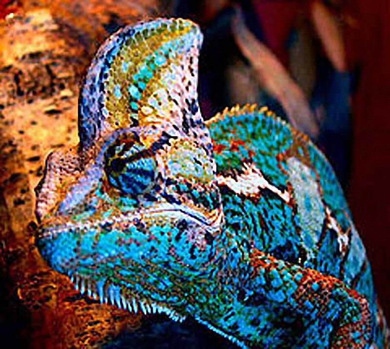 Colorful Chameleon — Blue