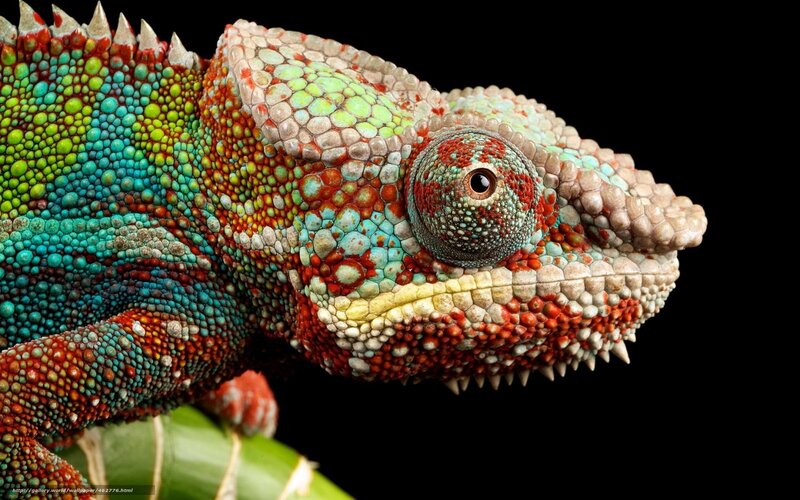 Colorful chameleon close-up