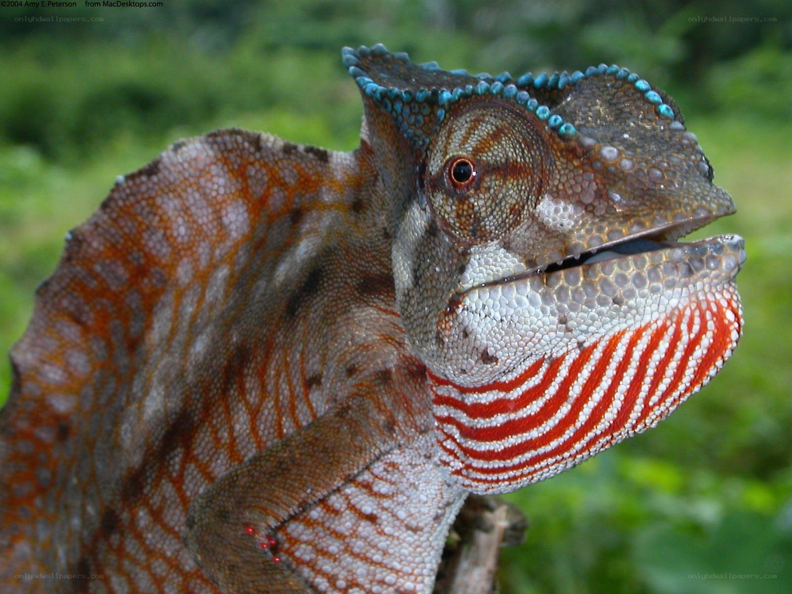colorful chameleon close-up