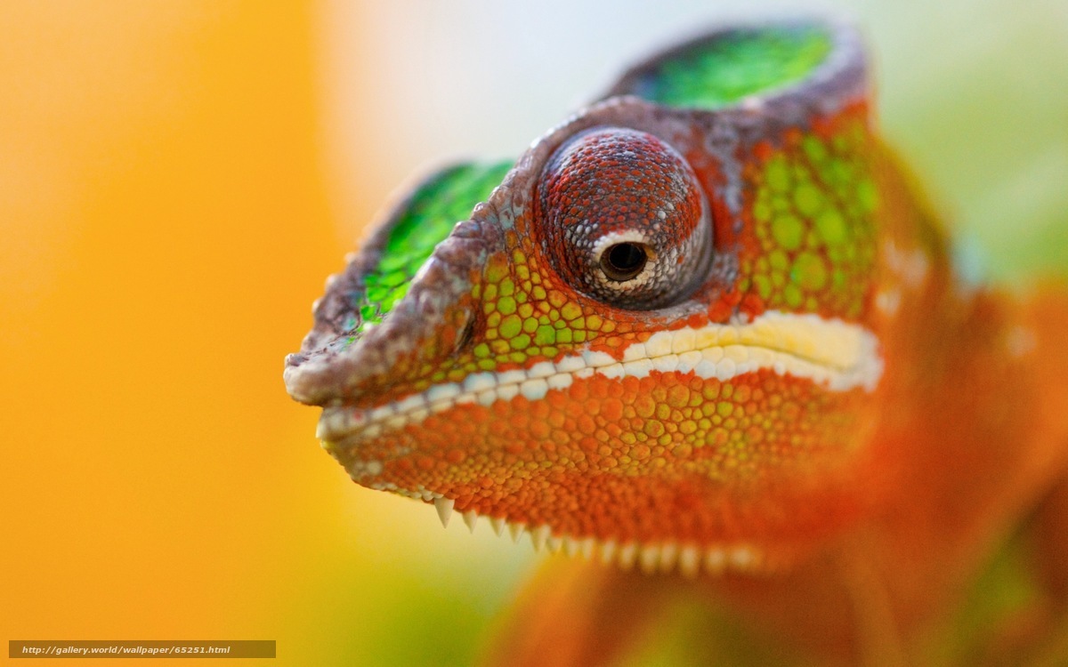 Colorful chameleon close-up