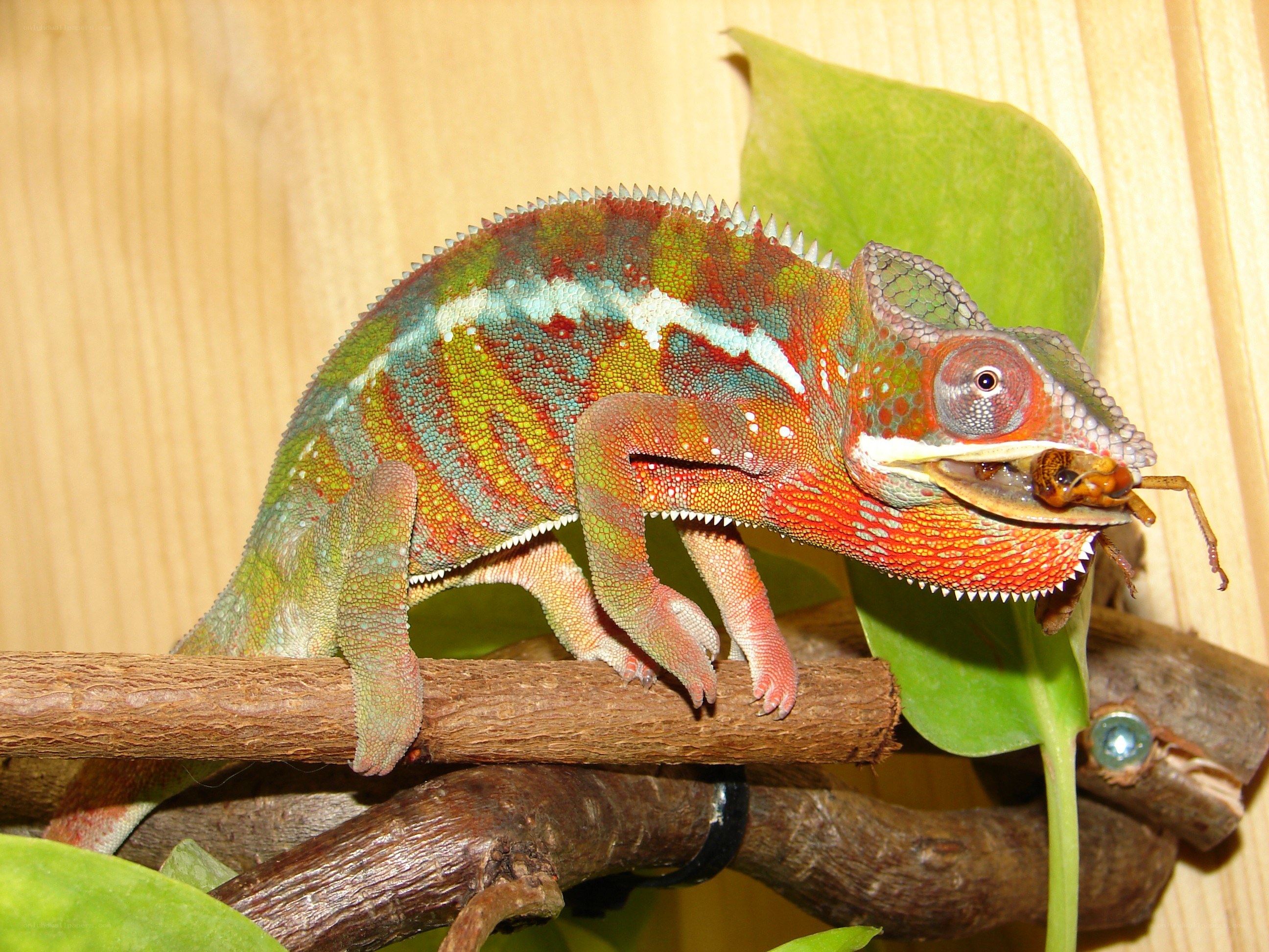Colorful chameleon eating insect