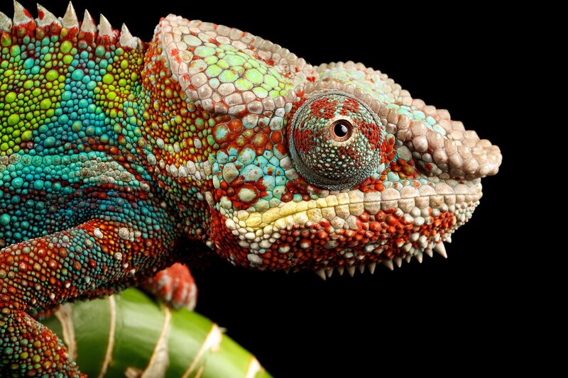 Colorful Chameleon — Green, Dramatic