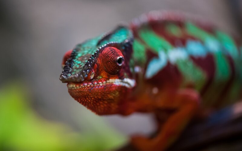 Colorful Chameleon — Green, Focused