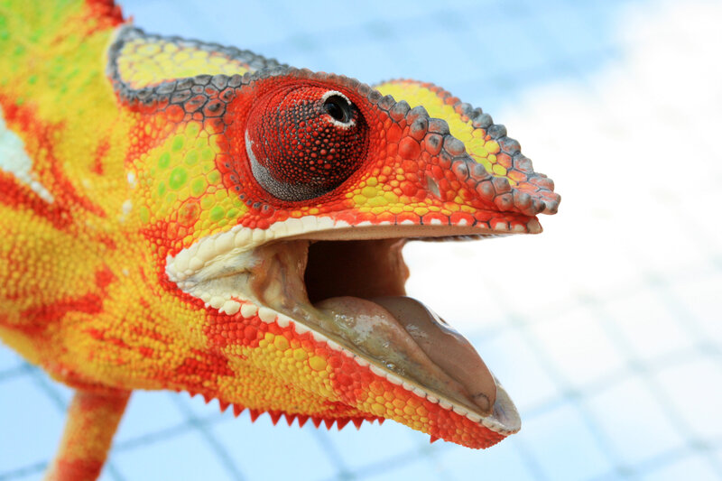 Colorful Chameleon Head — Red