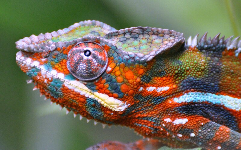 Colorful Chameleon Head