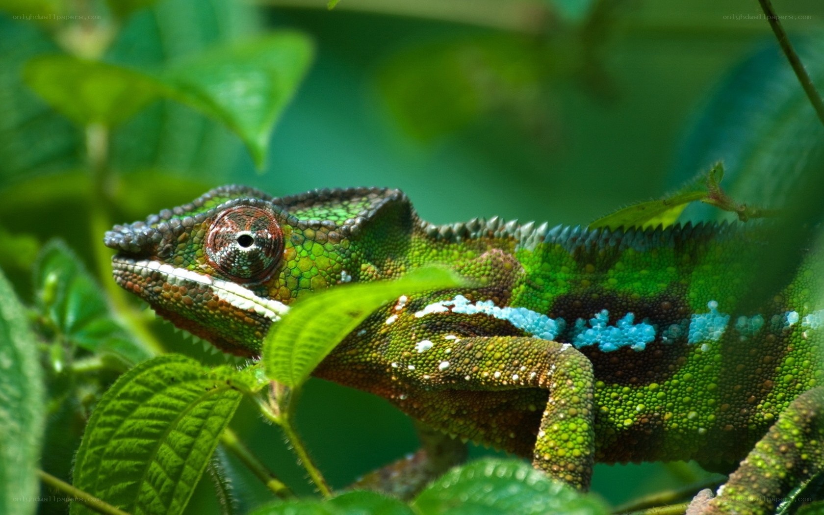 Colorful chameleon in foliage