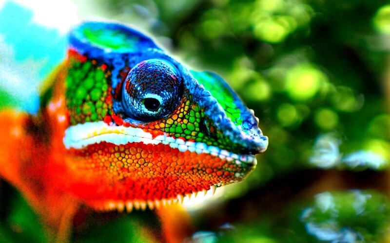 Colorful chameleon in nature
