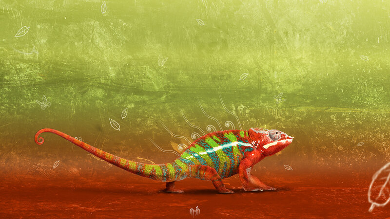 Colorful chameleon in nature
