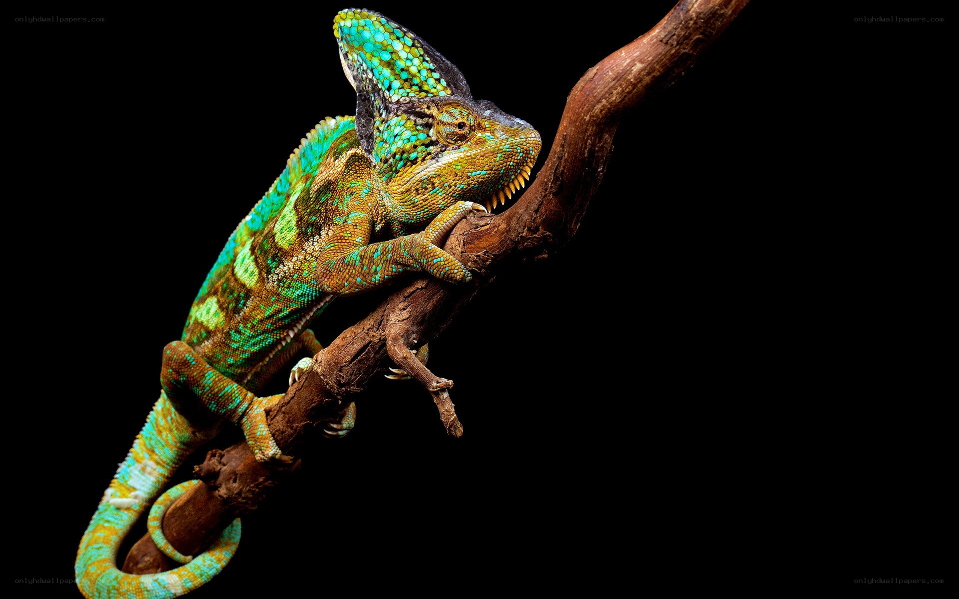 Colorful chameleon on a branch