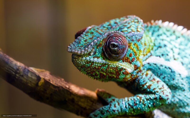 Colorful chameleon on a branch