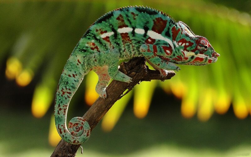 Colorful chameleon on a branch