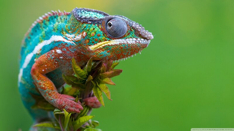 Colorful chameleon on a branch