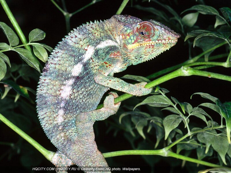colorful chameleon on a branch