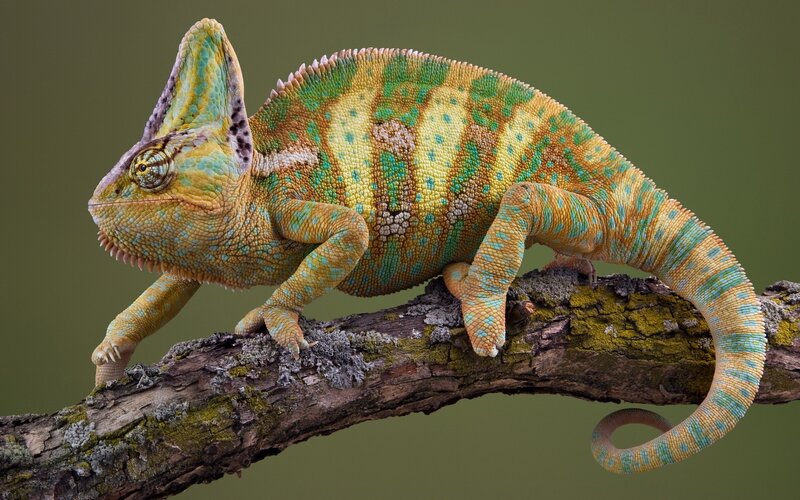 Colorful chameleon on a branch