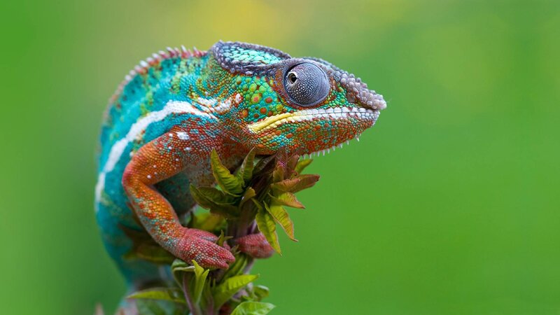 Colorful chameleon on a branch