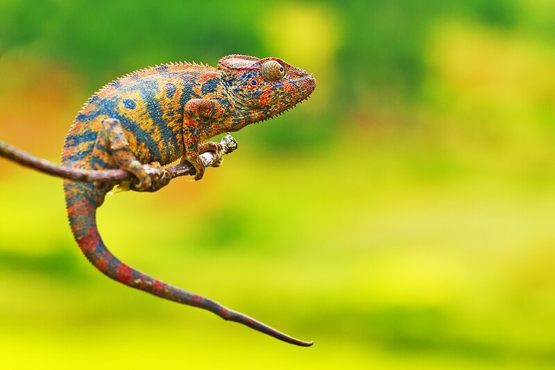 Colorful chameleon on a branch