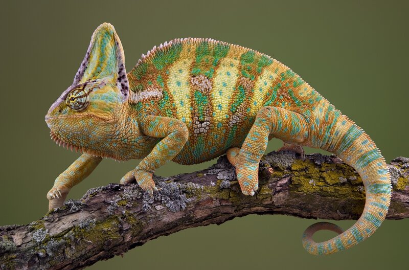 Colorful chameleon on a branch