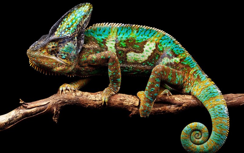 Colorful chameleon on a branch