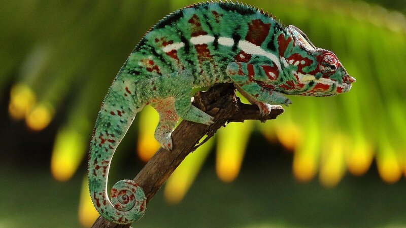 Colorful chameleon on a branch