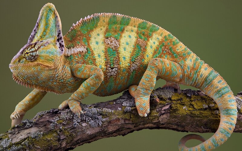 Colorful chameleon on a branch