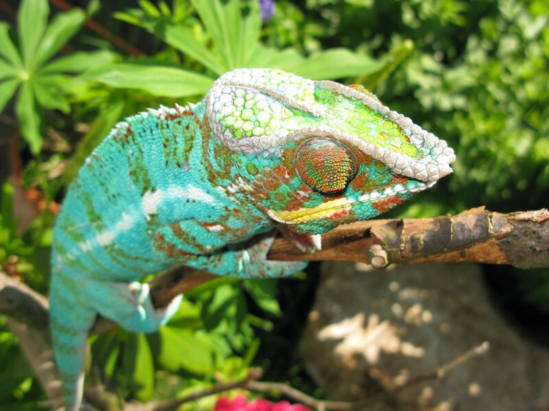 colorful chameleon on a branch