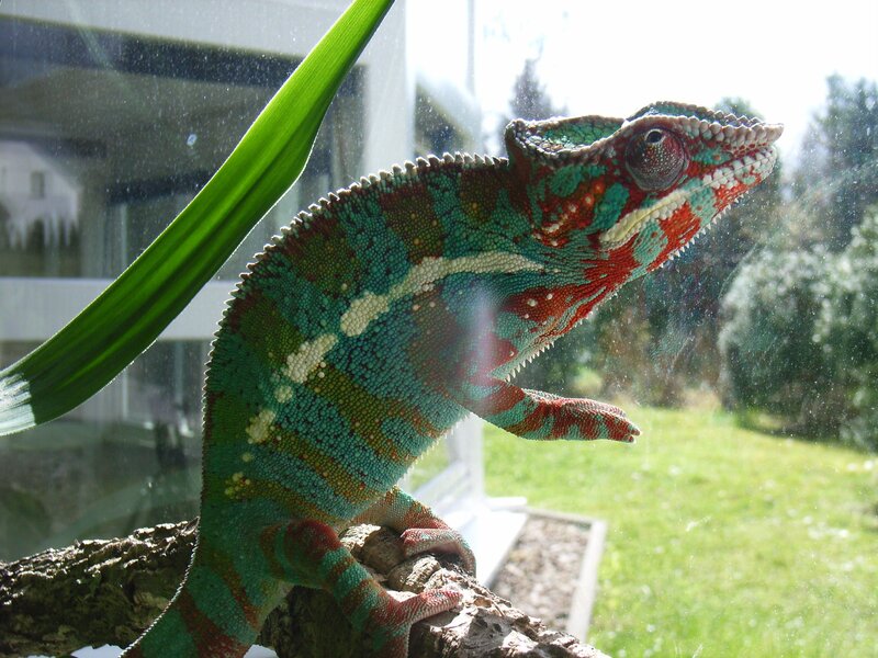 colorful chameleon on a branch