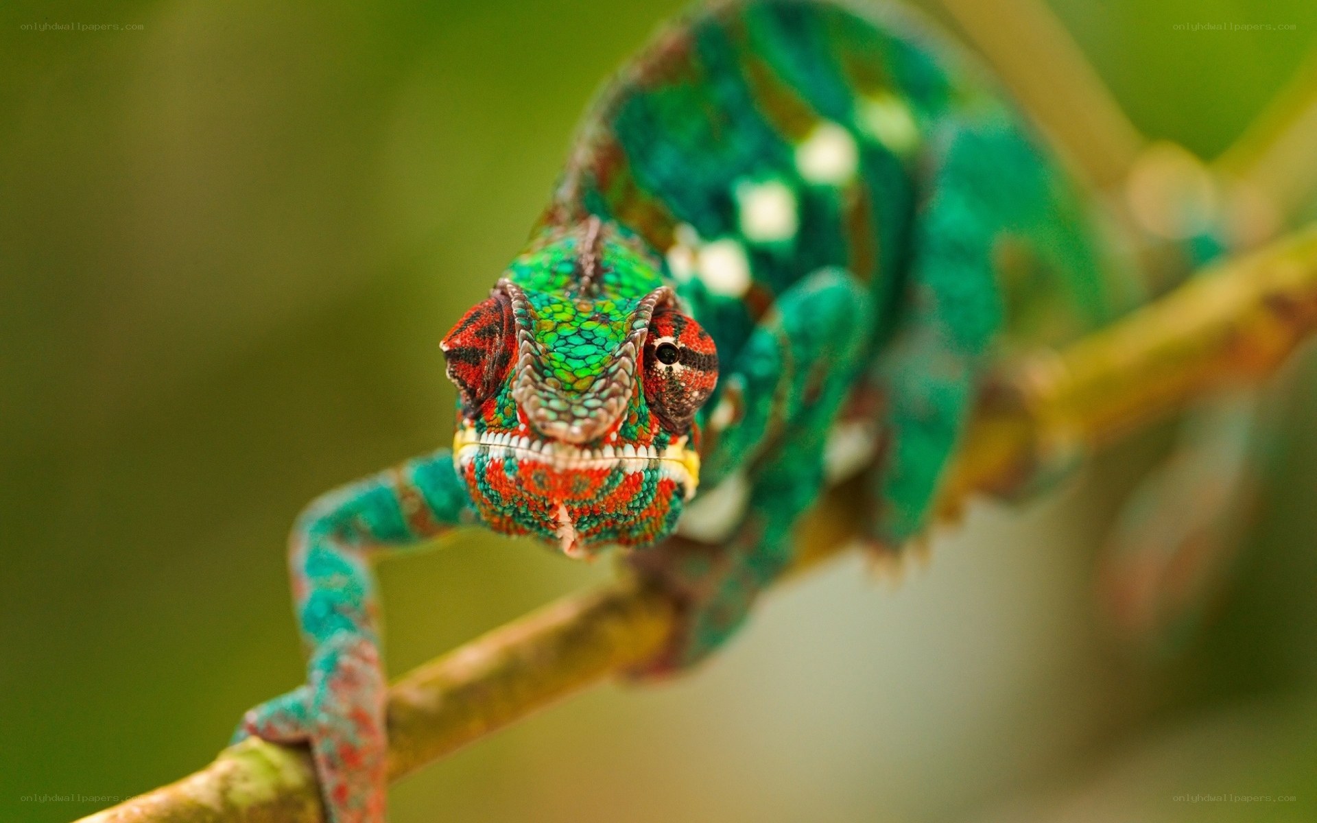 Colorful chameleon on a branch