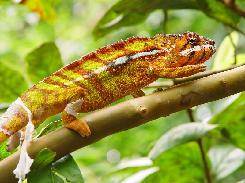 Colorful chameleon on a branch