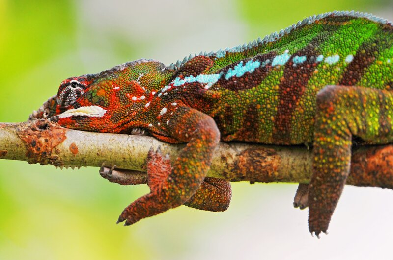 Colorful chameleon on a branch