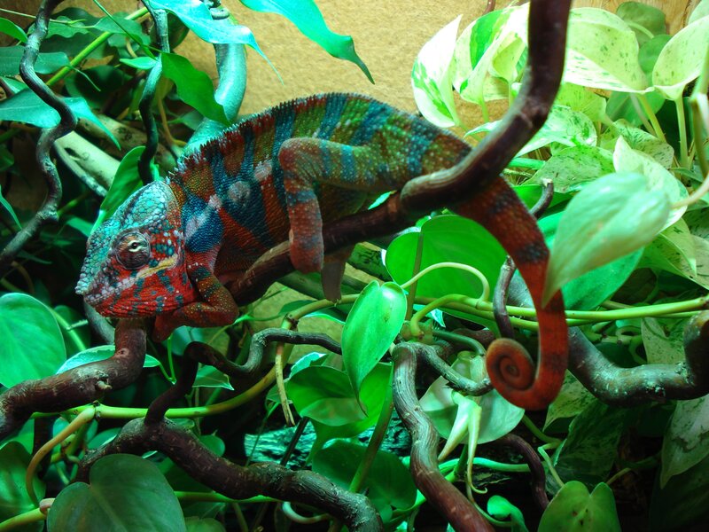 Colorful chameleon on a branch