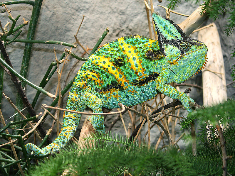 colorful chameleon on a branch