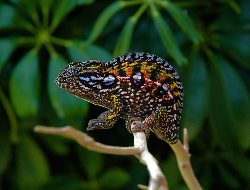 Colorful chameleon on a branch