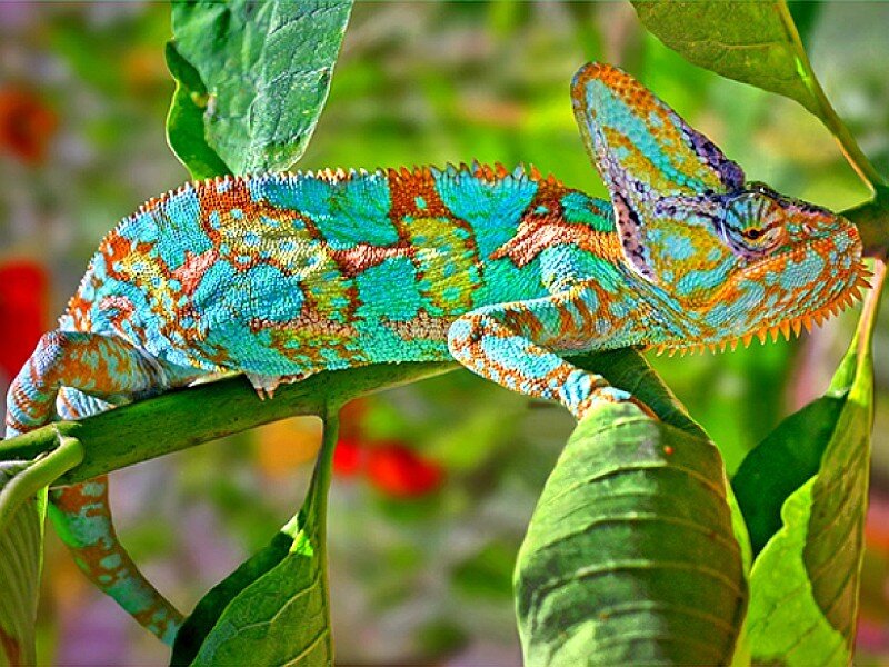 Colorful chameleon on a branch