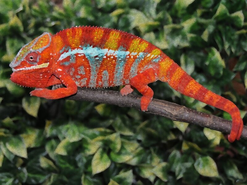Colorful chameleon on a branch