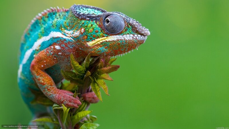 Colorful chameleon on a branch
