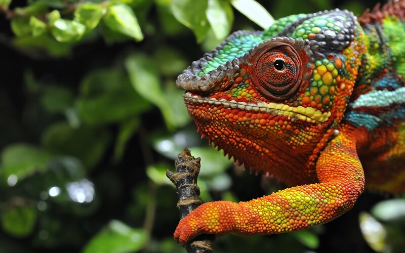 Colorful chameleon on a branch