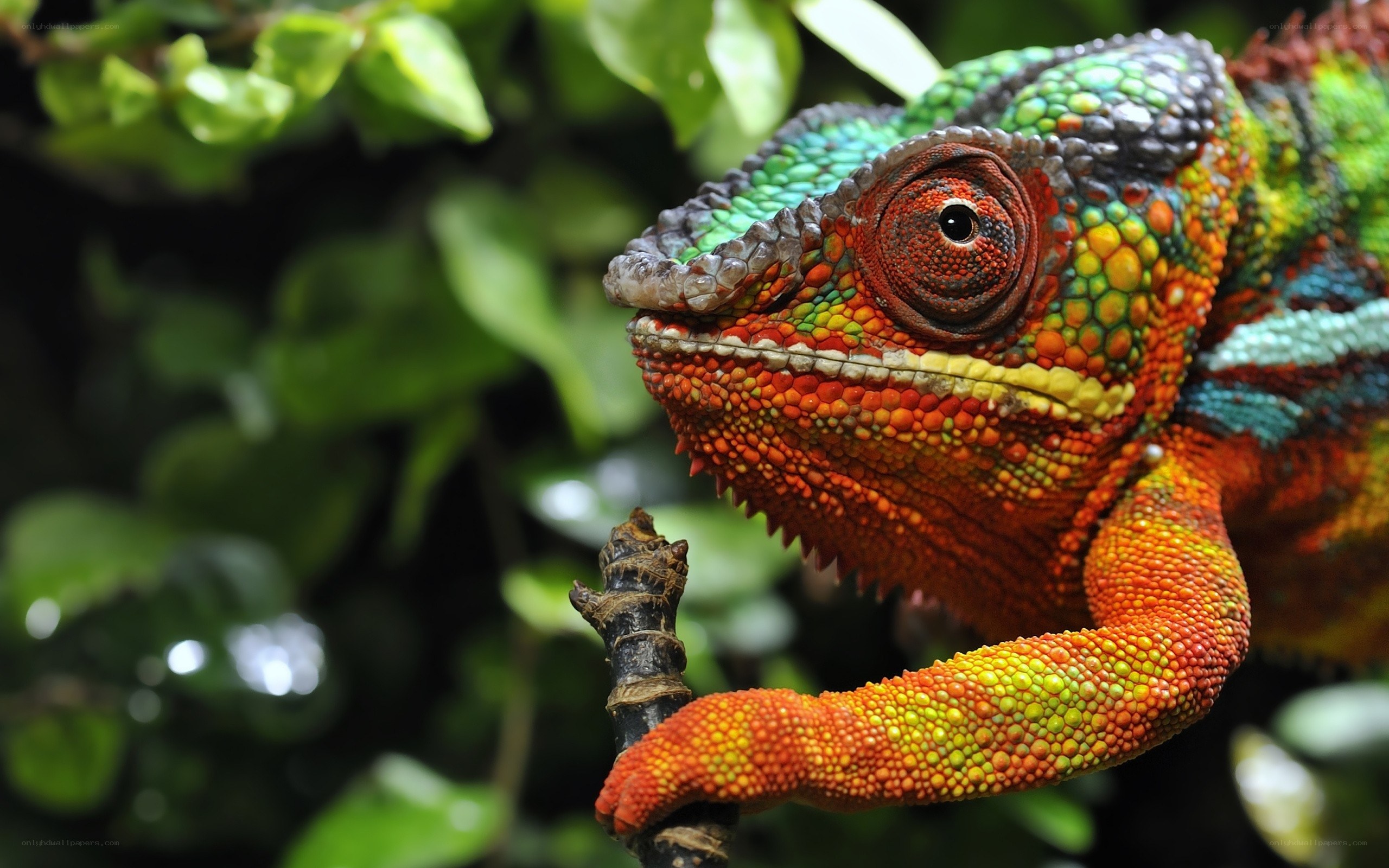 Colorful chameleon on a branch