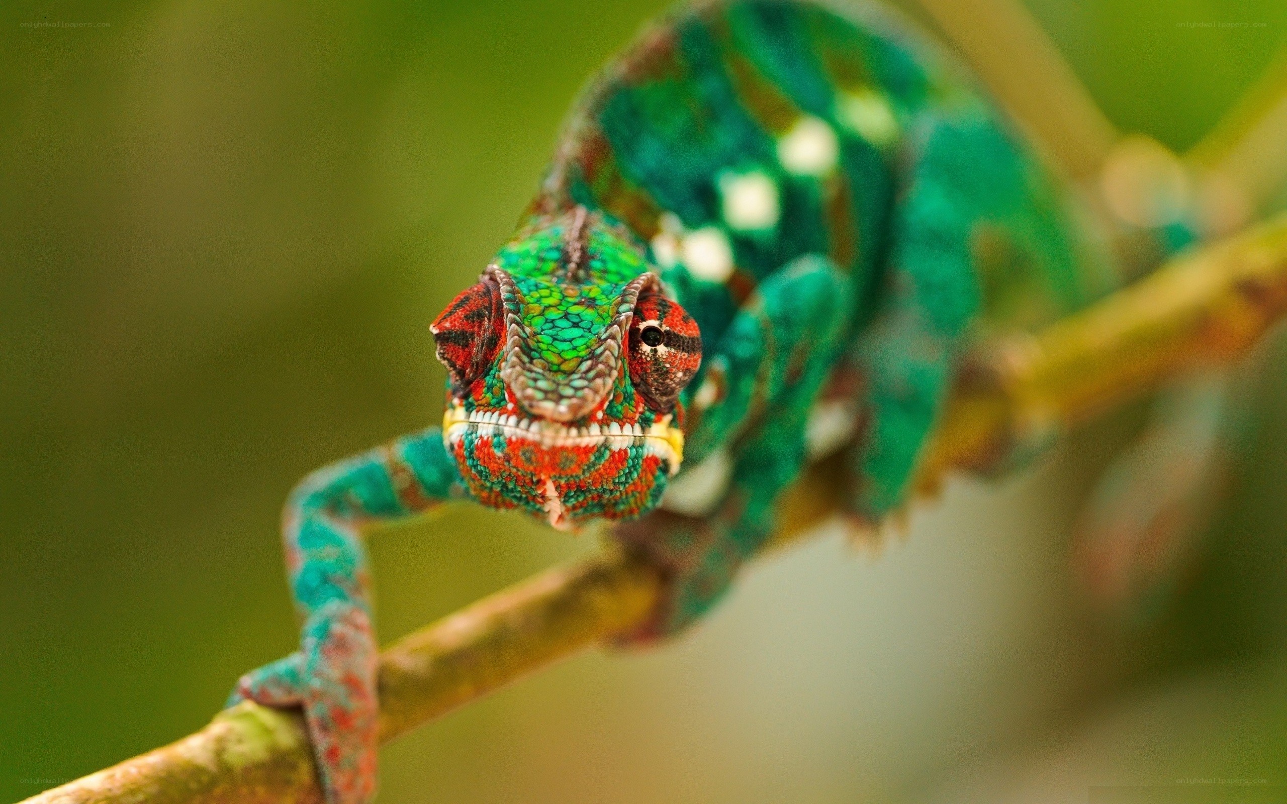 Colorful chameleon on a branch