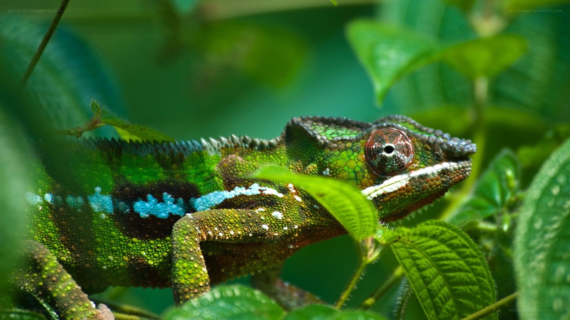 Colorful chameleon on a leaf